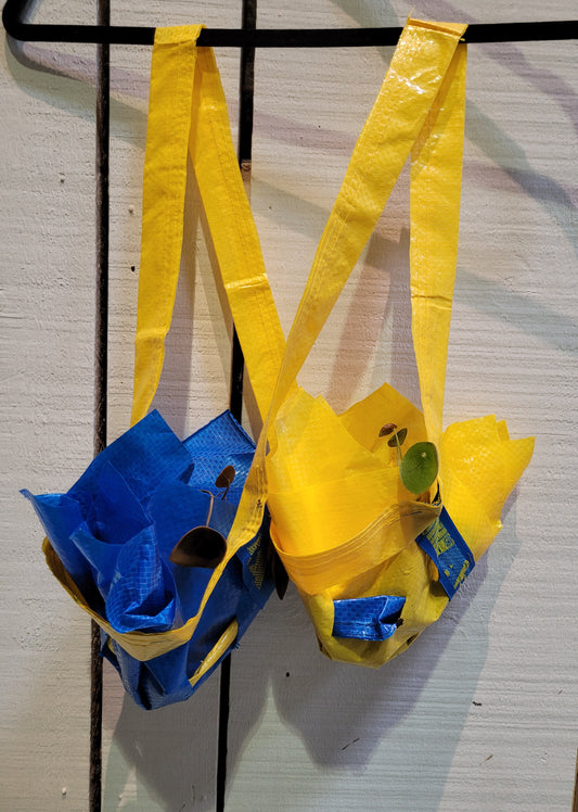 UKRAINE BENEFIT #12 "SEEDLINGS" ANONYMOUS